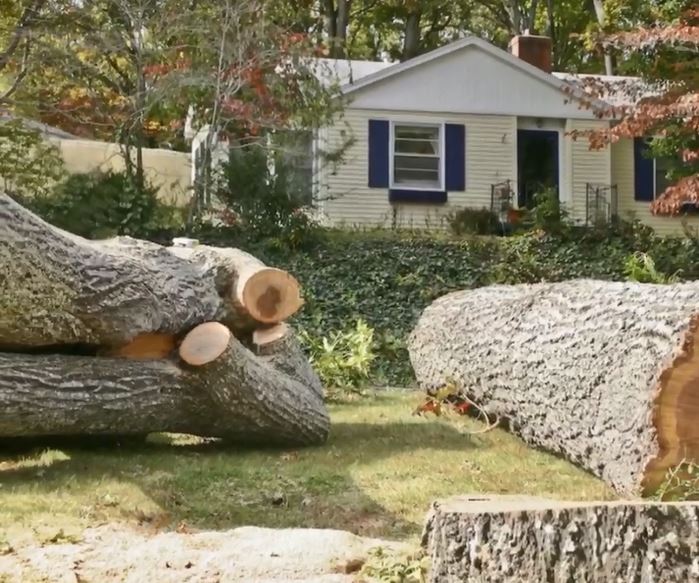 Tree removal crew on site